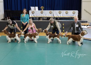 Dog Line up 